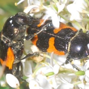 Castiarina bremei at Cotter River, ACT - 6 Mar 2023 04:21 PM