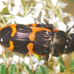 Castiarina bremei at Cotter River, ACT - 6 Mar 2023 04:21 PM