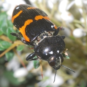 Castiarina bremei at Cotter River, ACT - 6 Mar 2023 04:21 PM