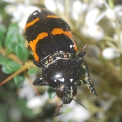 Castiarina bremei at Cotter River, ACT - 6 Mar 2023 04:21 PM