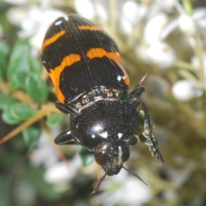 Castiarina bremei at Cotter River, ACT - 6 Mar 2023 04:21 PM