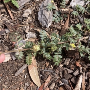 Tribulus terrestris at Bruce, ACT - 8 Mar 2023 10:54 AM