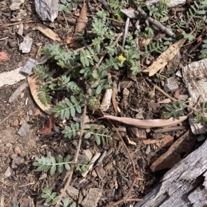 Tribulus terrestris at Bruce, ACT - 8 Mar 2023