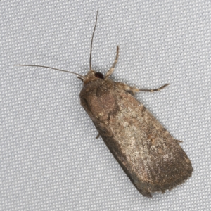 Proteuxoa provisional species 1 at O'Connor, ACT - 28 Feb 2023
