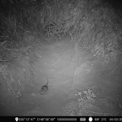 Rattus rattus (Black Rat) at Ginninderry Conservation Corridor - 3 Mar 2023 by Ange