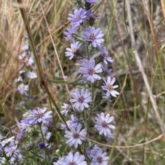 Olearia stricta var. parvilobata at Mount Clear, ACT - 2 Mar 2023 by AlexMcLachlan