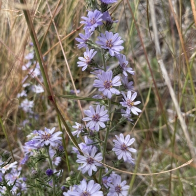 Olearia stricta var. parvilobata at Mount Clear, ACT - 1 Mar 2023 by AlexMcLachlan