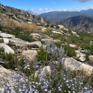 Olearia stricta var. parvilobata at Mount Clear, ACT - 2 Mar 2023