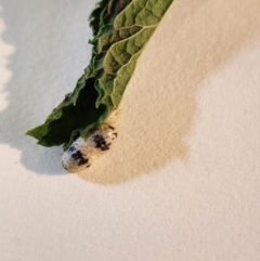 Unverified Insect by Ange