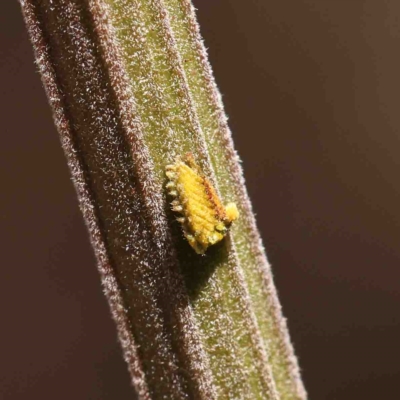 Unidentified Scale insect & mealybug (Hemiptera, Coccoidea) at Dryandra St Woodland - 25 Jan 2023 by ConBoekel