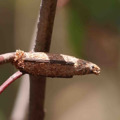Trigonocyttara clandestina (Less-stick Case Moth) at O'Connor, ACT - 25 Jan 2023 by ConBoekel