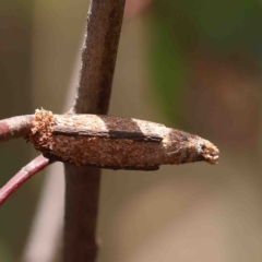 Trigonocyttara clandestina (Less-stick Case Moth) at O'Connor, ACT - 25 Jan 2023 by ConBoekel