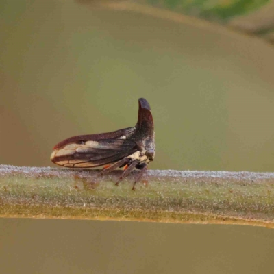 Ceraon vitta (Treehopper) at Dryandra St Woodland - 25 Jan 2023 by ConBoekel