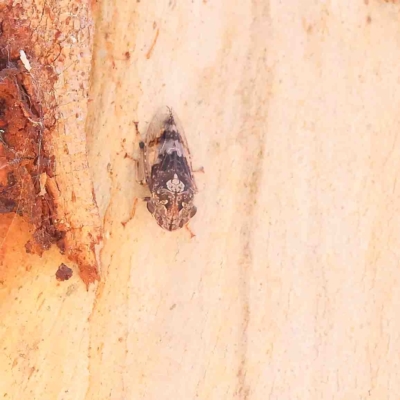 Stenocotis depressa (Leafhopper) at Dryandra St Woodland - 25 Jan 2023 by ConBoekel