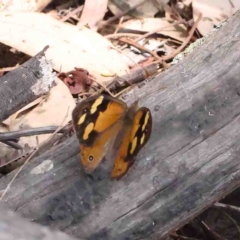 Heteronympha merope (Common Brown Butterfly) at Dryandra St Woodland - 24 Jan 2023 by ConBoekel