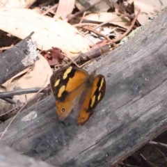 Heteronympha merope (Common Brown Butterfly) at O'Connor, ACT - 24 Jan 2023 by ConBoekel