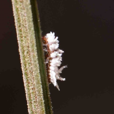 Cryptolaemus montrouzieri (Mealybug ladybird) at Dryandra St Woodland - 25 Jan 2023 by ConBoekel