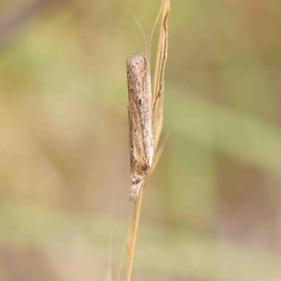 Faveria tritalis (Couchgrass Webworm) at Dryandra St Woodland - 25 Jan 2023 by ConBoekel