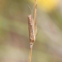 Faveria tritalis at O'Connor, ACT - 25 Jan 2023