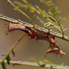 Neola semiaurata (Wattle Notodontid Moth) at O'Connor, ACT - 25 Jan 2023 by ConBoekel