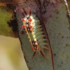 Doratifera quadriguttata (Four-spotted Cup Moth) at O'Connor, ACT - 25 Jan 2023 by ConBoekel