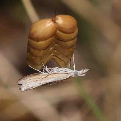 Culladia cuneiferellus (Crambinae moth) at Dryandra St Woodland - 25 Jan 2023 by ConBoekel