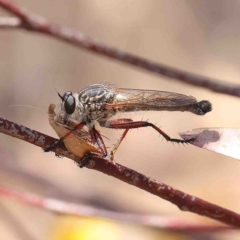 Sophta concavata (Varied Hookwing) at Dryandra St Woodland - 25 Jan 2023 by ConBoekel