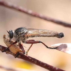 Zosteria sp. (genus) (Common brown robber fly) at Dryandra St Woodland - 25 Jan 2023 by ConBoekel