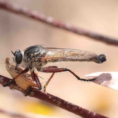 Zosteria sp. (genus) (Common brown robber fly) at O'Connor, ACT - 25 Jan 2023 by ConBoekel
