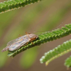 Chironomidae (family) (Non-biting Midge) at O'Connor, ACT - 25 Jan 2023 by ConBoekel