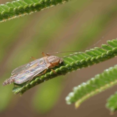 Chironomidae (family) (Non-biting Midge) at Dryandra St Woodland - 24 Jan 2023 by ConBoekel