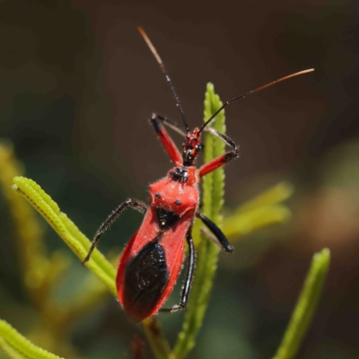 Gminatus australis (Orange assassin bug) at Dryandra St Woodland - 25 Jan 2023 by ConBoekel