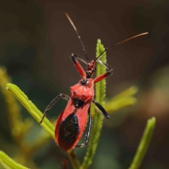 Gminatus australis (Orange assassin bug) at O'Connor, ACT - 25 Jan 2023 by ConBoekel