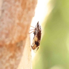Unidentified Leafhopper & planthopper (Hemiptera, several families) at Dryandra St Woodland - 25 Jan 2023 by ConBoekel