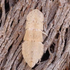Ledromorpha planirostris (A leafhopper) at O'Connor, ACT - 25 Jan 2023 by ConBoekel