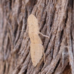 Ledromorpha planirostris at O'Connor, ACT - 25 Jan 2023