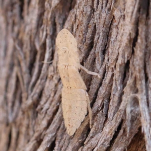 Ledromorpha planirostris at O'Connor, ACT - 25 Jan 2023