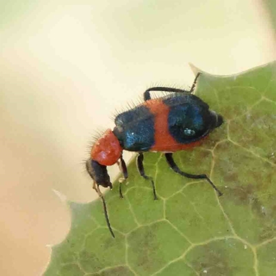 Dicranolaius bellulus (Red and Blue Pollen Beetle) at Dryandra St Woodland - 24 Jan 2023 by ConBoekel