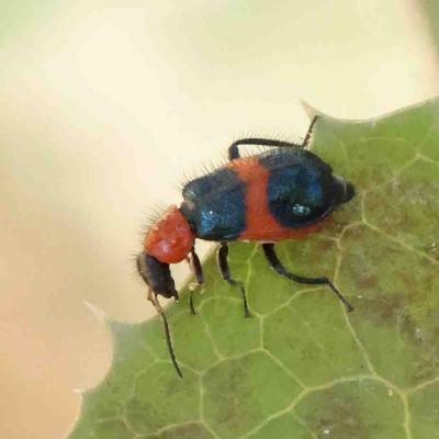 Dicranolaius cinctus (Notched-leg Red & Blue Flower Beetle) at O'Connor, ACT - 25 Jan 2023 by ConBoekel