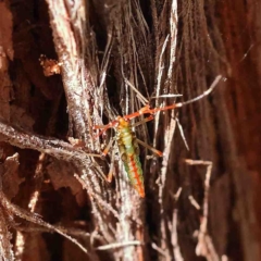 Rayieria acaciae (Acacia-spotting bug) at Dryandra St Woodland - 25 Jan 2023 by ConBoekel