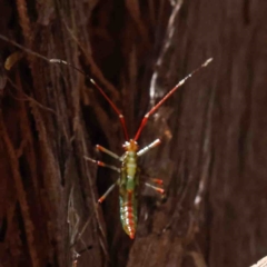 Rayieria acaciae at O'Connor, ACT - 25 Jan 2023 11:03 AM