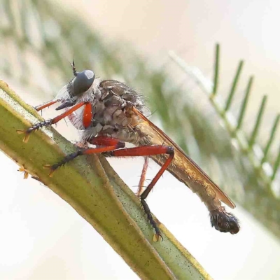 Zosteria sp. (genus) (Common brown robber fly) at O'Connor, ACT - 25 Jan 2023 by ConBoekel