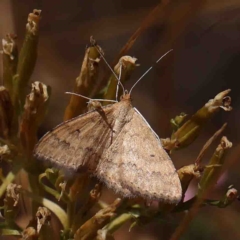 Scopula rubraria (Reddish Wave, Plantain Moth) at Dryandra St Woodland - 25 Jan 2023 by ConBoekel