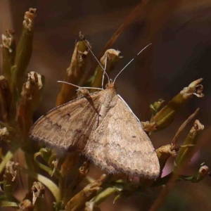 Scopula rubraria at O'Connor, ACT - 25 Jan 2023