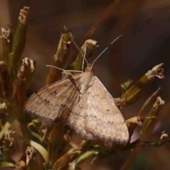 Scopula rubraria (Plantain Moth) at O'Connor, ACT - 25 Jan 2023 by ConBoekel