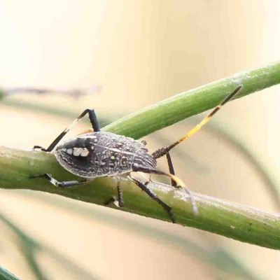 Theseus modestus (Gum tree shield bug) at O'Connor, ACT - 25 Jan 2023 by ConBoekel