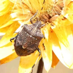 Poecilometis patruelis (Gum Tree Shield Bug) at Dryandra St Woodland - 25 Jan 2023 by ConBoekel