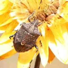 Oncocoris sp. (genus) (A stink bug) at O'Connor, ACT - 25 Jan 2023 by ConBoekel