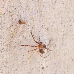 Cryptachaea veruculata (Diamondback comb-footed spider) at Dryandra St Woodland - 25 Jan 2023 by ConBoekel