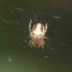 Plebs eburnus (Eastern bush orb-weaver) at O'Connor, ACT - 25 Jan 2023 by ConBoekel